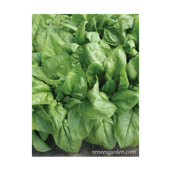 Renee's Garden 3079 Gangbusters Vegetable Seed Pack, Spinach, August to September, February to May Planting Pack - 4