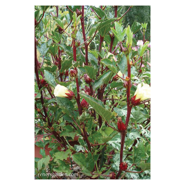 Zinger Hibiscus Herb Seed Pack, Renee's Garden, Herbal Tea, Hibiscus Sabdariffa, April to May, March Planting - 2