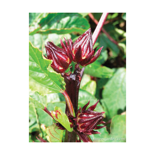 Zinger Hibiscus Herb Seed Pack, Renee's Garden, Herbal Tea, Hibiscus Sabdariffa, April to May, March Planting - 4