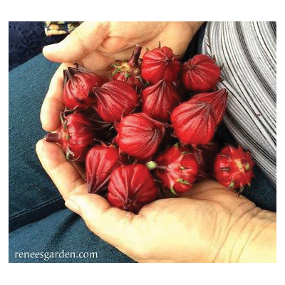 Zinger Hibiscus Herb Seed Pack, Renee's Garden, Herbal Tea, Hibiscus Sabdariffa, April to May, March Planting - 5