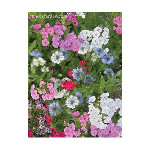 Flower Seed, Renee's Garden, Special Seed Blend Seed, April to May, March to May Planting, Spring, Summer Bloom Pack - 2