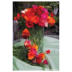 Renee's Garden 5363 Tropical Sunset Flower Seed Pack, California Poppy, Eschscholtzia Californica Pack - 2