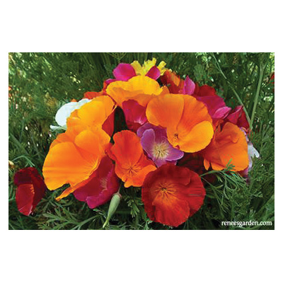 Renee's Garden 5363 Tropical Sunset Flower Seed Pack, California Poppy, Eschscholtzia Californica Pack - 3