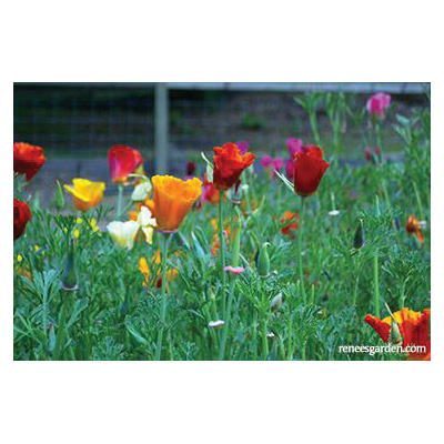 Renee's Garden 5363 Tropical Sunset Flower Seed Pack, California Poppy, Eschscholtzia Californica Pack - 4