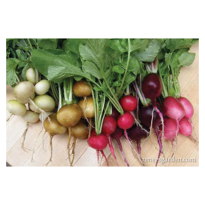 Garden Party Vegetable Seed Pack, Renee's Garden, Radish Pack - 3