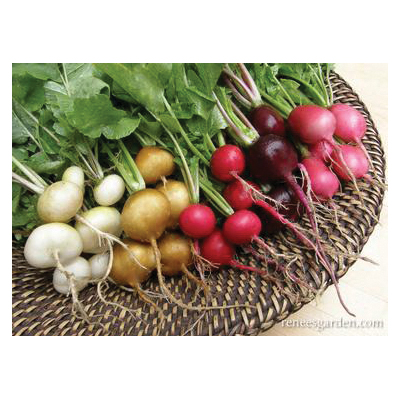 Garden Party Vegetable Seed Pack, Renee's Garden, Radish Pack - 4