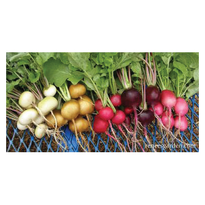 Garden Party Vegetable Seed Pack, Renee's Garden, Radish Pack - 5