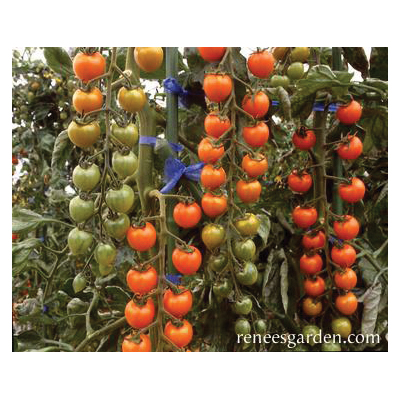 Renee's Garden 5423 Sungold Vegetable Seed Pack, Tomato, February to March, May to June Planting Pack - 2