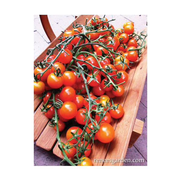 Renee's Garden 5423 Sungold Vegetable Seed Pack, Tomato, February to March, May to June Planting Pack - 4