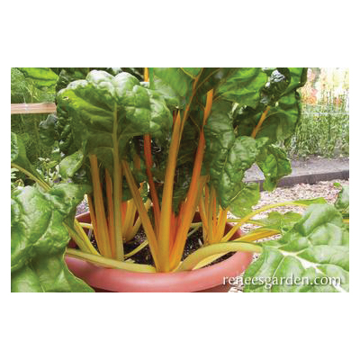 Renee's Garden 5345 Pot of Gold Vegetable Seed Pack, Chard, April to May, February to September Planting Pack - 2
