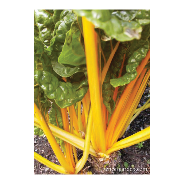 Renee's Garden 5345 Pot of Gold Vegetable Seed Pack, Chard, April to May, February to September Planting Pack - 3