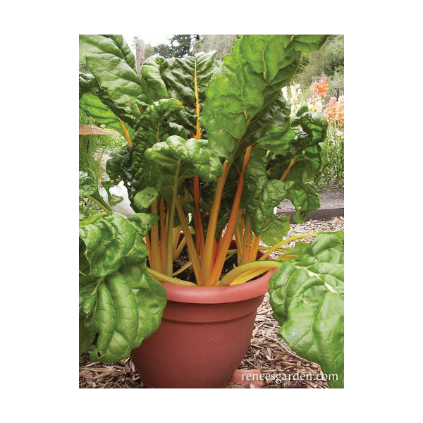 Renee's Garden 5345 Pot of Gold Vegetable Seed Pack, Chard, April to May, February to September Planting Pack - 4