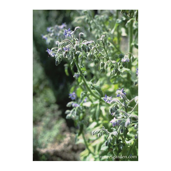 Blue Borage Herb Seed Pack, Renee's Garden, Borage, Borago Officinalis, April to June, October to May Planting - 3