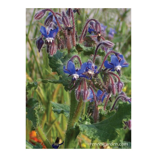 Blue Borage Herb Seed Pack, Renee's Garden, Borage, Borago Officinalis, April to June, October to May Planting - 4