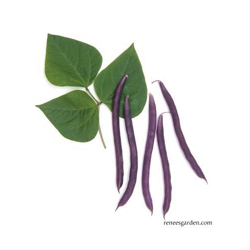 Rich Purple Pod Vegetable Seed Pack, Renee's Garden, Beans, April to June, May to June Planting Pack - 2