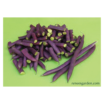 Rich Purple Pod Vegetable Seed Pack, Renee's Garden, Beans, April to June, May to June Planting Pack - 3