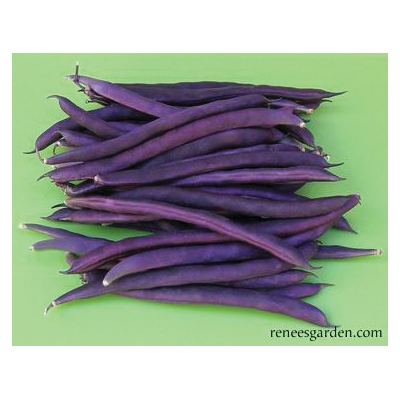 Rich Purple Pod Vegetable Seed Pack, Renee's Garden, Beans, April to June, May to June Planting Pack - 4