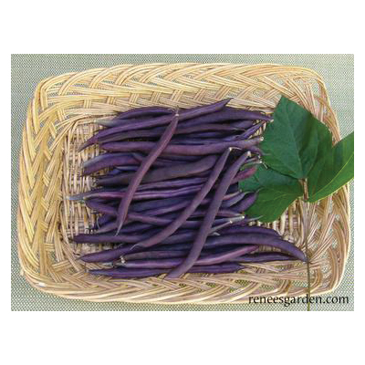 Rich Purple Pod Vegetable Seed Pack, Renee's Garden, Beans, April to June, May to June Planting Pack - 5