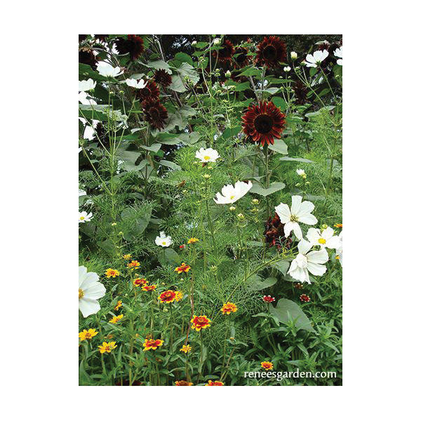 Flower Seed Pack, Renee's Garden, Seeds for A Butterfly Garden Type - 2