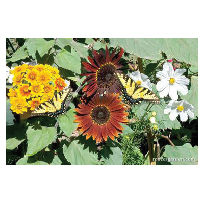 Flower Seed Pack, Renee's Garden, Seeds for A Butterfly Garden Type - 3