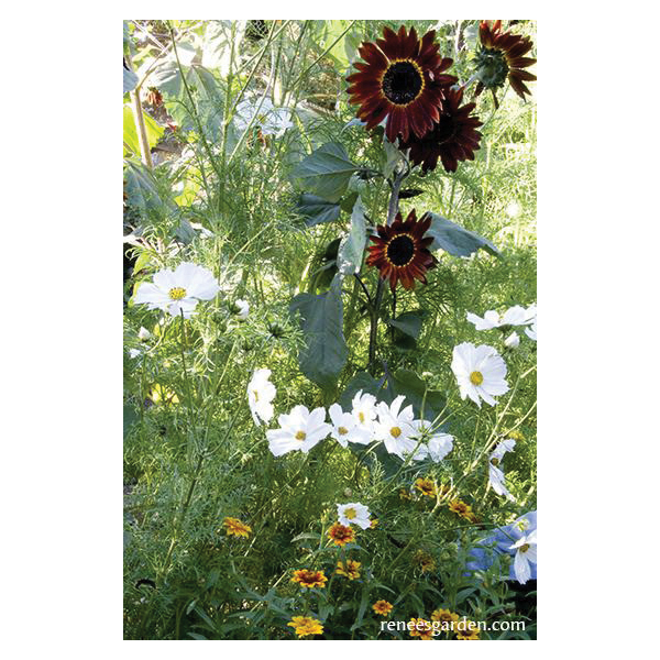 Flower Seed Pack, Renee's Garden, Seeds for A Butterfly Garden Type - 4