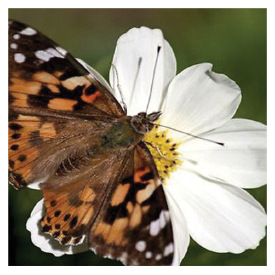 Flower Seed Pack, Renee's Garden, Seeds for A Butterfly Garden Type - 5