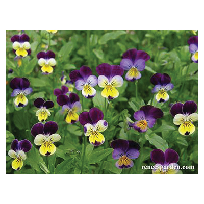 Renee's Garden 5967 Flower Seed, Heirloom Edible Flowers, Viola Tricolor, Spring Bloom, 750 g Pack - 2