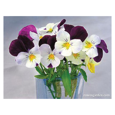 Renee's Garden 5967 Flower Seed, Heirloom Edible Flowers, Viola Tricolor, Spring Bloom, 750 g Pack - 3
