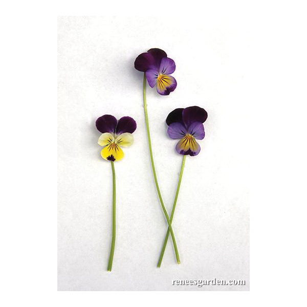 Renee's Garden 5967 Flower Seed, Heirloom Edible Flowers, Viola Tricolor, Spring Bloom, 750 g Pack - 5