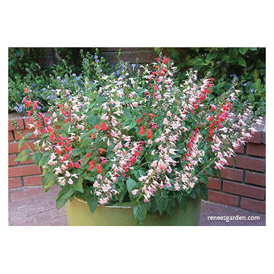 Flower Seed, Renee's Garden, Container, Pollinator Salvia, Salvia Coccinea, April to May, May to June Planting Pack - 2