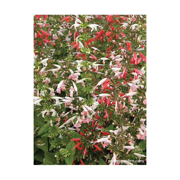 Flower Seed, Renee's Garden, Container, Pollinator Salvia, Salvia Coccinea, April to May, May to June Planting Pack - 3