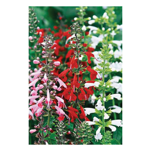 Flower Seed, Renee's Garden, Container, Pollinator Salvia, Salvia Coccinea, April to May, May to June Planting Pack - 4