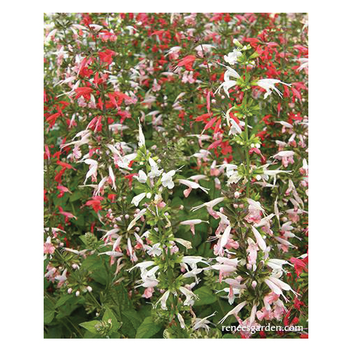 Flower Seed, Renee's Garden, Container, Pollinator Salvia, Salvia Coccinea, April to May, May to June Planting Pack - 5