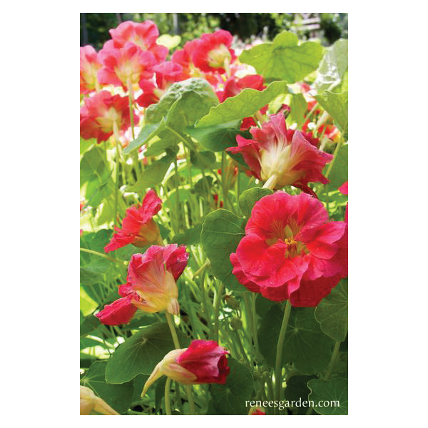 Renee's Garden 5319 Cherries Jubilee Flower Seed Pack, Na...