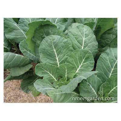 Renee's Garden 5885 Vegetable Seed Pack, Collard, August to September, February to May Planting Pack - 3
