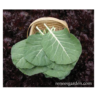 Renee's Garden 5885 Vegetable Seed Pack, Collard, August to September, February to May Planting Pack - 4