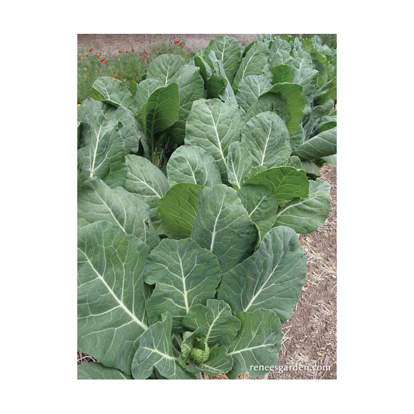 Renee's Garden 5885 Vegetable Seed Pack, Collard, August to September, February to May Planting Pack - 5