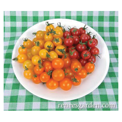 Renee's Garden 5780 Garden Candy Vegetable Seed Pack, Tomato, February to March, April to June Planting Pack - 2