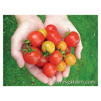 Renee's Garden 5780 Garden Candy Vegetable Seed Pack, Tomato, February to March, April to June Planting Pack - 4