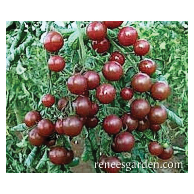 Renee's Garden 3064 Black Cherry Vegetable Seed Pack, Tomato, February to March, April to June Planting Pack - 2