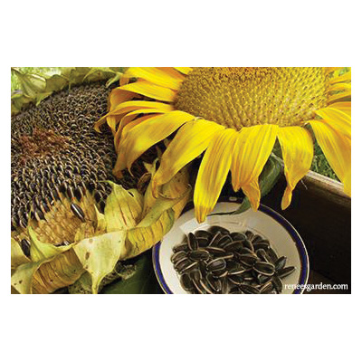 Renee's Garden 5305 Snack Seed Flower Seed Pack, Sunflower, Helianthus Annuus, April to June Planting Pack - 2