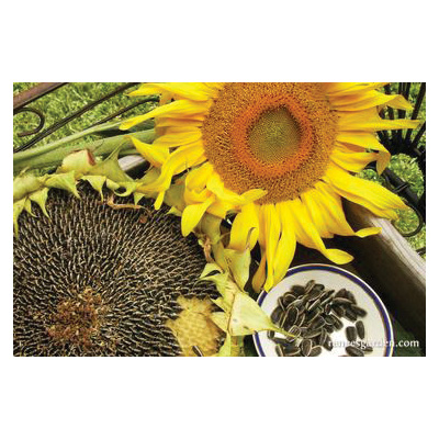 Renee's Garden 5305 Snack Seed Flower Seed Pack, Sunflower, Helianthus Annuus, April to June Planting Pack - 4