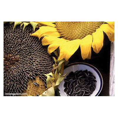 Renee's Garden 5305 Snack Seed Flower Seed Pack, Sunflower, Helianthus Annuus, April to June Planting Pack - 5