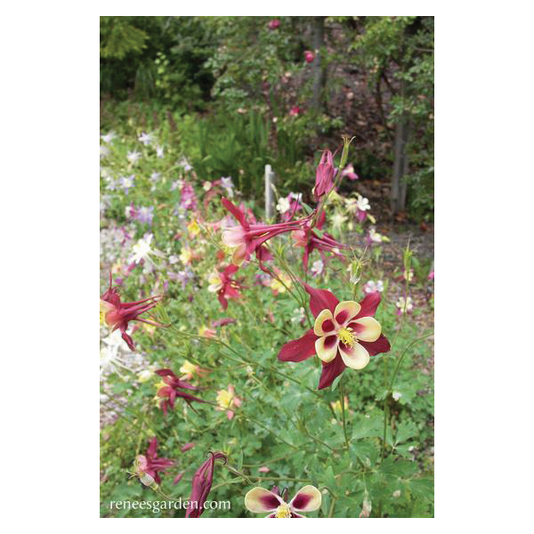 Mrs. Scott Elliot Flower Seed Pack, Renee's Garden, Columbine, A Caerula, January to July Planting Pack - 2