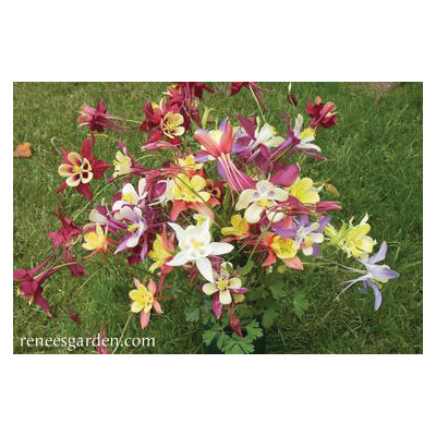 Mrs. Scott Elliot Flower Seed Pack, Renee's Garden, Columbine, A Caerula, January to July Planting Pack - 3