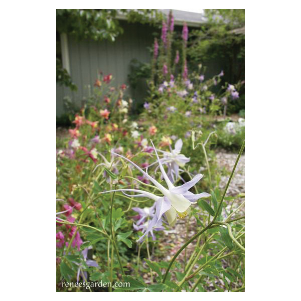 Mrs. Scott Elliot Flower Seed Pack, Renee's Garden, Columbine, A Caerula, January to July Planting Pack - 4