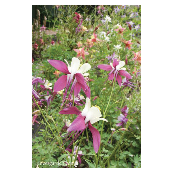 Mrs. Scott Elliot Flower Seed Pack, Renee's Garden, Columbine, A Caerula, January to July Planting Pack - 5