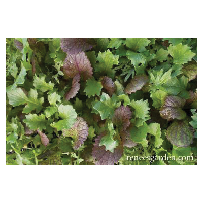 Renee's Garden 5655 California Spicy Greens Vegetable Seed Pack, February to September Planting Pack - 2