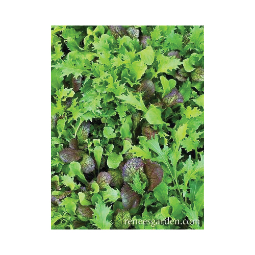 Renee's Garden 5655 California Spicy Greens Vegetable Seed Pack, February to September Planting Pack - 3
