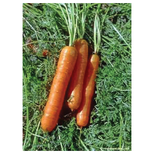 Renee's Garden 5590 Bolero Nantes Vegetable Seed Pack, Carrot, July to August, March to June Planting Pack - 2